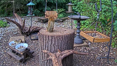 LIVE 24/7 Indiana Birds, Squirrels and Wildlife Feeder Cam