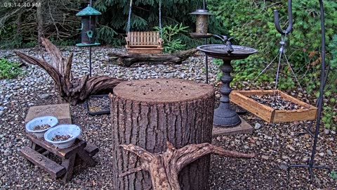 LIVE 24/7 Indiana Birds, Squirrels and Wildlife Feeder Cam