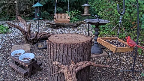 LIVE 24/7 Indiana Birds, Squirrels and Wildlife Feeder Cam