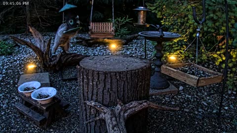 LIVE 24/7 Indiana Birds, Squirrels and Wildlife Feeder Cam