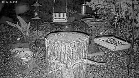 LIVE 24/7 Indiana Birds, Squirrels and Wildlife Feeder Cam