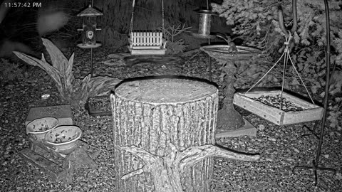 LIVE 24/7 Indiana Birds, Squirrels and Wildlife Feeder Cam