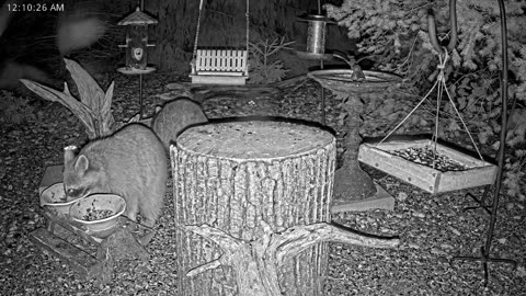 LIVE 24/7 Indiana Birds, Squirrels and Wildlife Feeder Cam