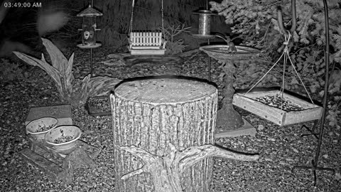 LIVE 24/7 Indiana Birds, Squirrels and Wildlife Feeder Cam