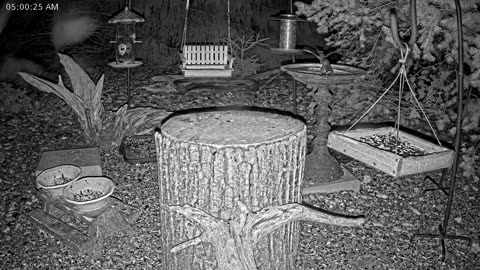 LIVE 24/7 Indiana Birds, Squirrels and Wildlife Feeder Cam