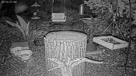LIVE 24/7 Indiana Birds, Squirrels and Wildlife Feeder Cam