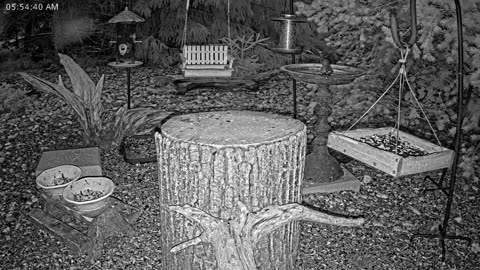 LIVE 24/7 Indiana Birds, Squirrels and Wildlife Feeder Cam