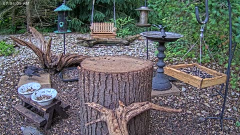 LIVE 24/7 Indiana Birds, Squirrels and Wildlife Feeder Cam