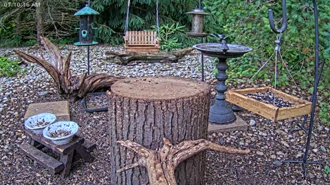 LIVE 24/7 Indiana Birds, Squirrels and Wildlife Feeder Cam