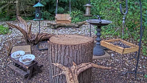 LIVE 24/7 Indiana Birds, Squirrels and Wildlife Feeder Cam