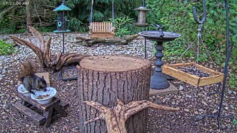 LIVE 24/7 Indiana Birds, Squirrels and Wildlife Feeder Cam