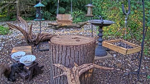 LIVE 24/7 Indiana Birds, Squirrels and Wildlife Feeder Cam