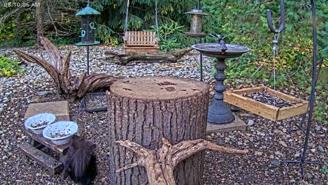 LIVE 24/7 Indiana Birds, Squirrels and Wildlife Feeder Cam