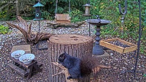 LIVE 24/7 Indiana Birds, Squirrels and Wildlife Feeder Cam