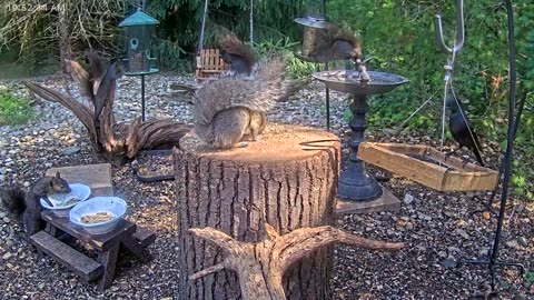 LIVE 24/7 Indiana Birds, Squirrels and Wildlife Feeder Cam
