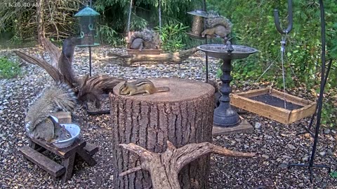 LIVE 24/7 Indiana Birds, Squirrels and Wildlife Feeder Cam