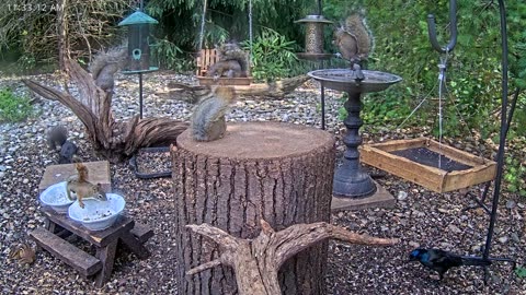 LIVE 24/7 Indiana Birds, Squirrels and Wildlife Feeder Cam