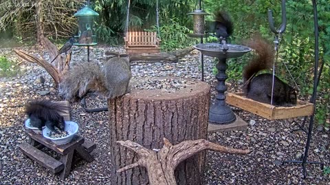 LIVE 24/7 Indiana Birds, Squirrels and Wildlife Feeder Cam