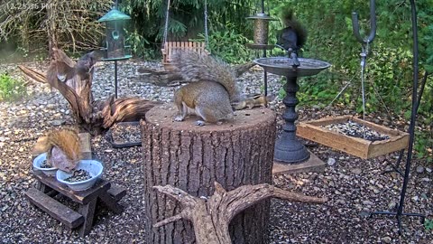 LIVE 24/7 Indiana Birds, Squirrels and Wildlife Feeder Cam