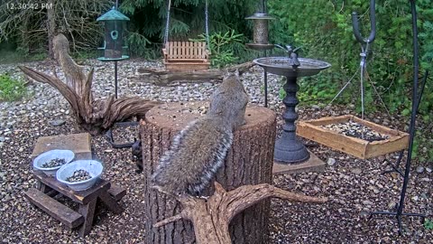 LIVE 24/7 Indiana Birds, Squirrels and Wildlife Feeder Cam