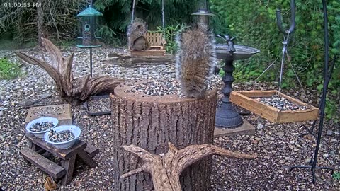 LIVE 24/7 Indiana Birds, Squirrels and Wildlife Feeder Cam
