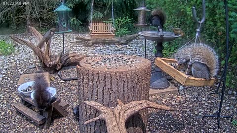 LIVE 24/7 Indiana Birds, Squirrels and Wildlife Feeder Cam