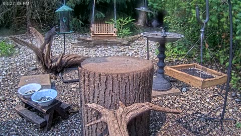 LIVE 24/7 Indiana Birds, Squirrels and Wildlife Feeder Cam