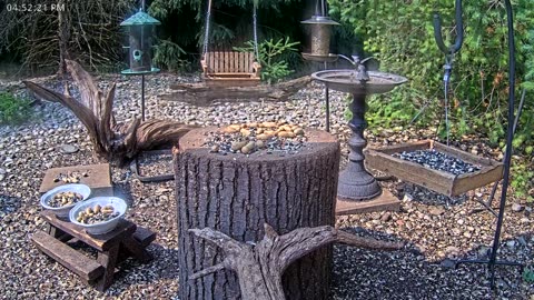 LIVE 24/7 Indiana Birds, Squirrels and Wildlife Feeder Cam