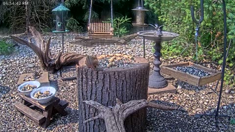 LIVE 24/7 Indiana Birds, Squirrels and Wildlife Feeder Cam