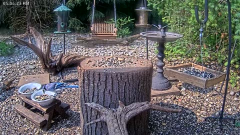 LIVE 24/7 Indiana Birds, Squirrels and Wildlife Feeder Cam