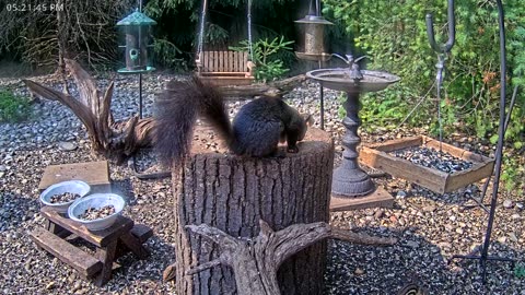 LIVE 24/7 Indiana Birds, Squirrels and Wildlife Feeder Cam