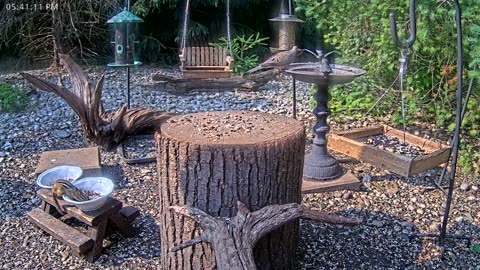 LIVE 24/7 Indiana Birds, Squirrels and Wildlife Feeder Cam