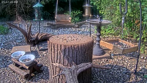 LIVE 24/7 Indiana Birds, Squirrels and Wildlife Feeder Cam