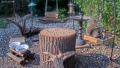 LIVE 24/7 Indiana Birds, Squirrels and Wildlife Feeder Cam