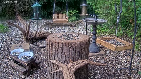LIVE 24/7 Indiana Birds, Squirrels and Wildlife Feeder Cam