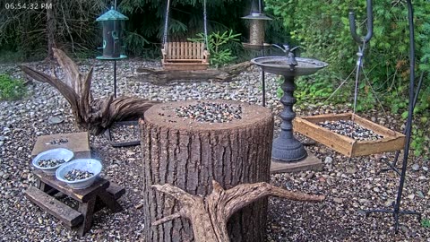 LIVE 24/7 Indiana Birds, Squirrels and Wildlife Feeder Cam