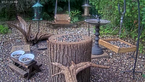 LIVE 24/7 Indiana Birds, Squirrels and Wildlife Feeder Cam