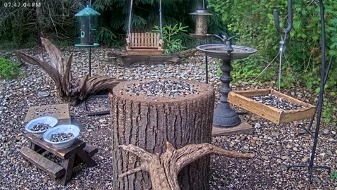 LIVE 24/7 Indiana Birds, Squirrels and Wildlife Feeder Cam