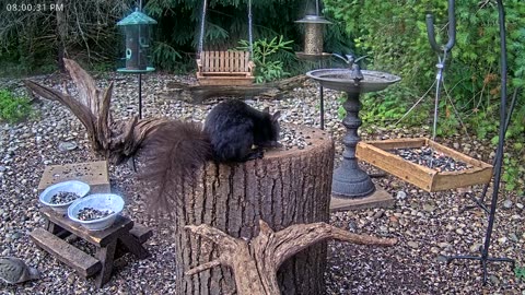 LIVE 24/7 Indiana Birds, Squirrels and Wildlife Feeder Cam