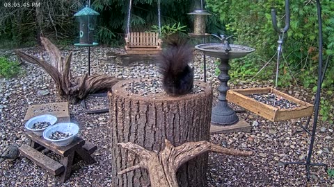 LIVE 24/7 Indiana Birds, Squirrels and Wildlife Feeder Cam
