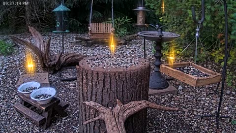 LIVE 24/7 Indiana Birds, Squirrels and Wildlife Feeder Cam