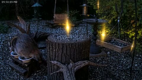 LIVE 24/7 Indiana Birds, Squirrels and Wildlife Feeder Cam