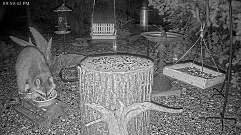 LIVE 24/7 Indiana Birds, Squirrels and Wildlife Feeder Cam