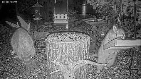LIVE 24/7 Indiana Birds, Squirrels and Wildlife Feeder Cam