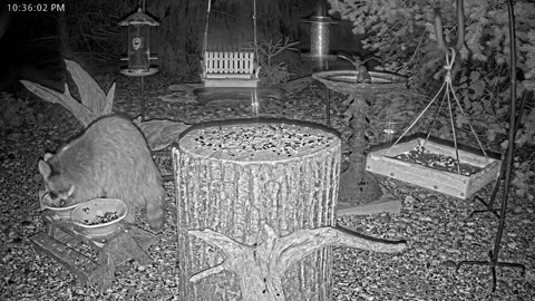 LIVE 24/7 Indiana Birds, Squirrels and Wildlife Feeder Cam