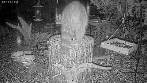 LIVE 24/7 Indiana Birds, Squirrels and Wildlife Feeder Cam