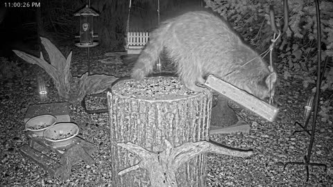 LIVE 24/7 Indiana Birds, Squirrels and Wildlife Feeder Cam