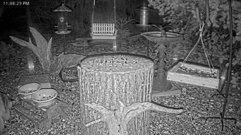 LIVE 24/7 Indiana Birds, Squirrels and Wildlife Feeder Cam