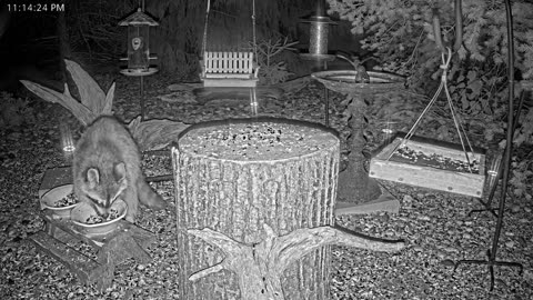 LIVE 24/7 Indiana Birds, Squirrels and Wildlife Feeder Cam