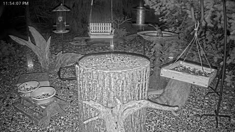 LIVE 24/7 Indiana Birds, Squirrels and Wildlife Feeder Cam